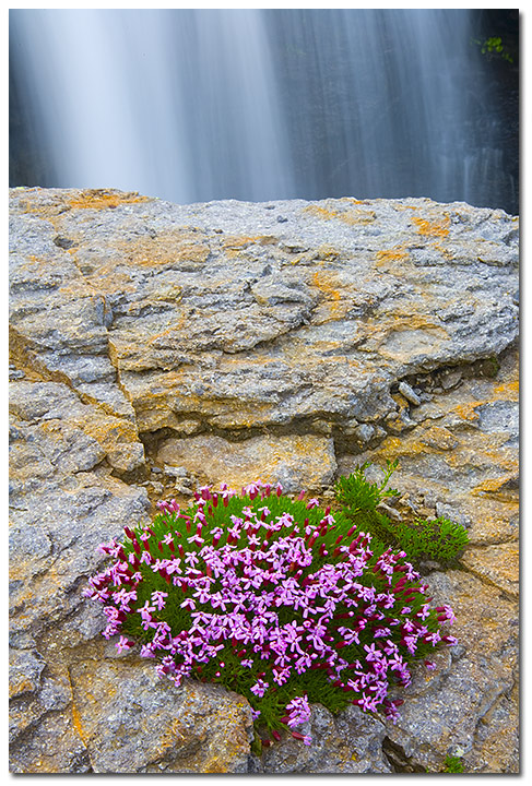Moss campion, San Juan Mountains, Colorado