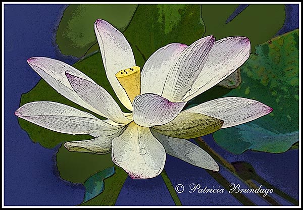 Lotus Blossom
