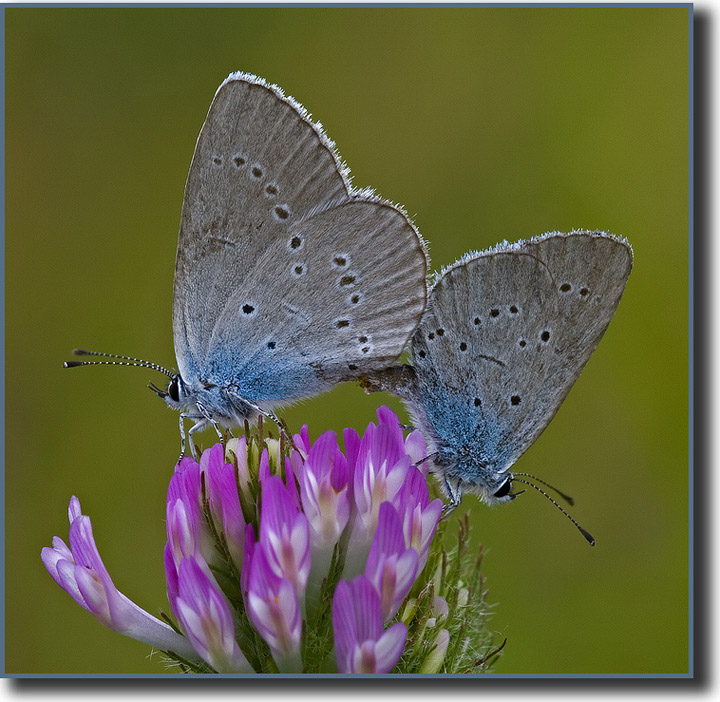 Polyommatus semiargus ?(with repost)
