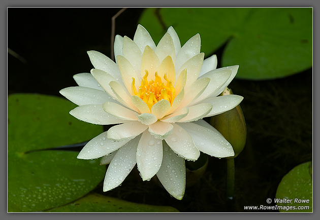 Water Lily - Lilypons Water Gardens
