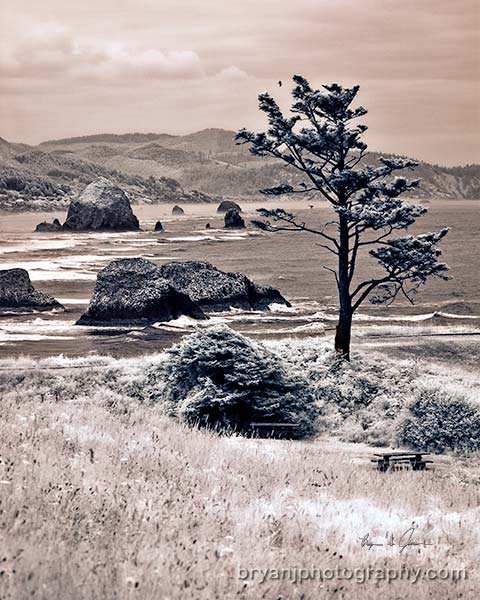 Ecola Tree Haystack Rock Infrared
