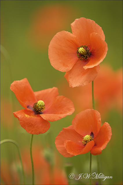 Three orange poppies