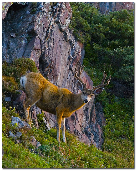 Mule deer buck, Sangre de Cristo Range, CO