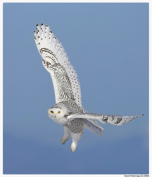 Snowy Owl in Flight Turn