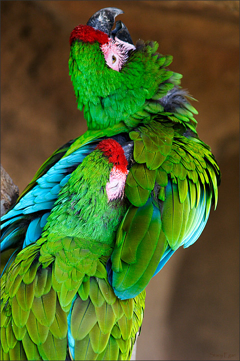 WC #242 Joyful Macaws