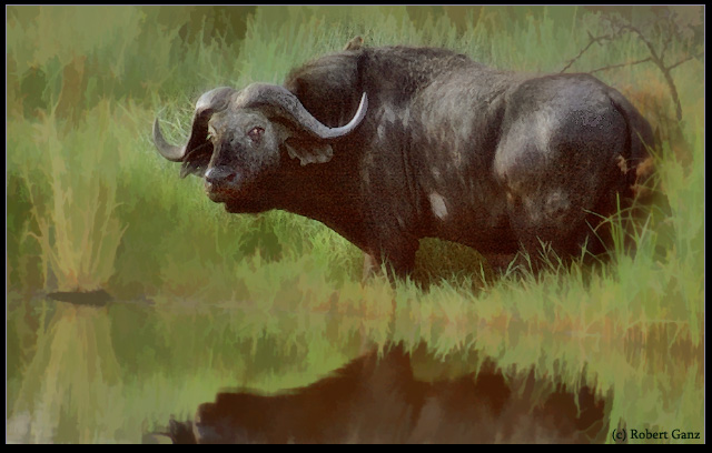Nyati (Water Buffalo)
