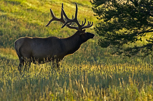 Backlit Bull