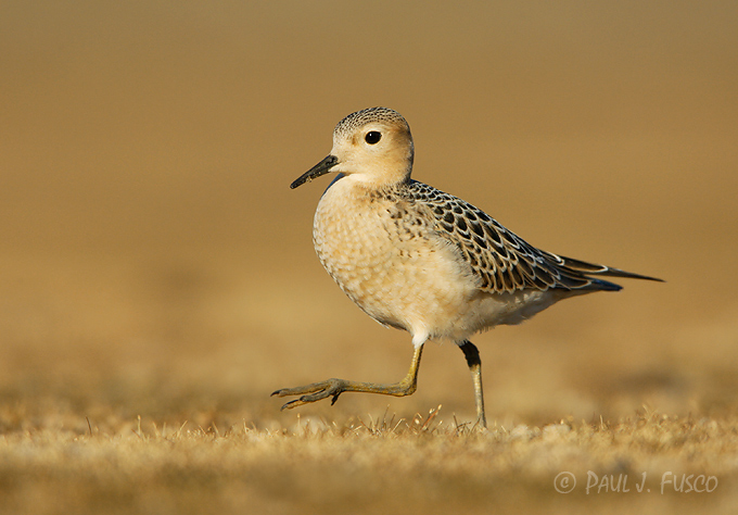 Buff-breasted sandpiper