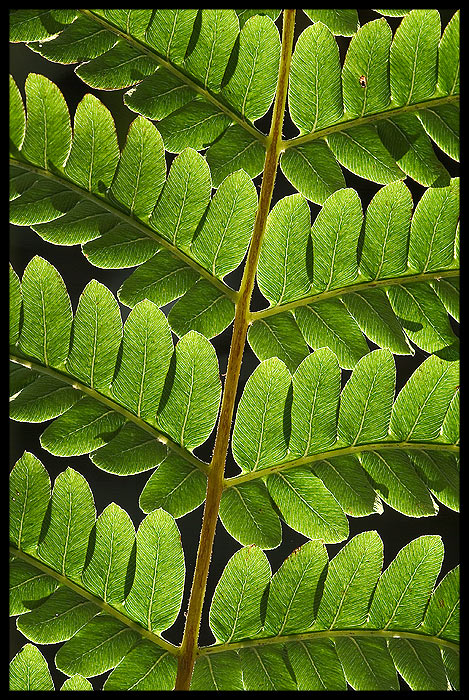 fern