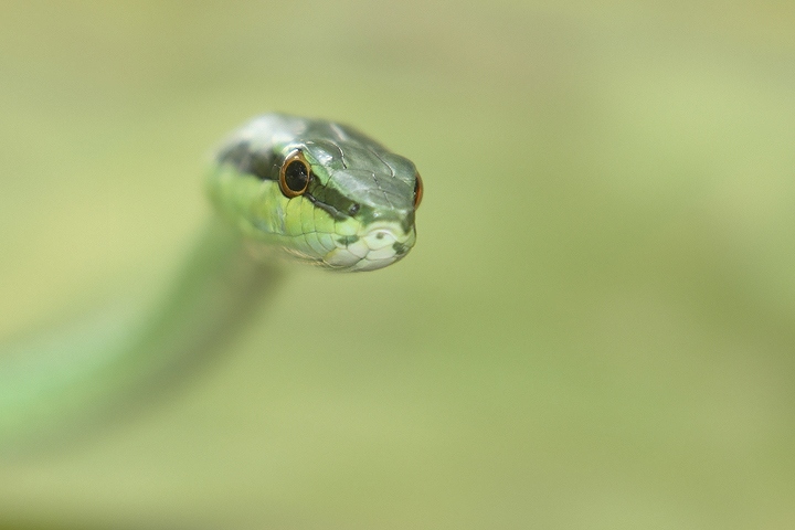 Green Tree Snake Close Up