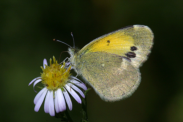 Dainty Sulphur