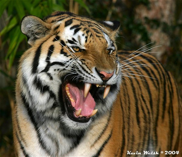 Snarl, Hiss, Growl!