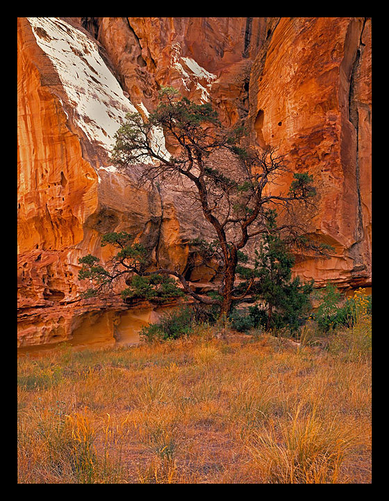 Canyon Juniper