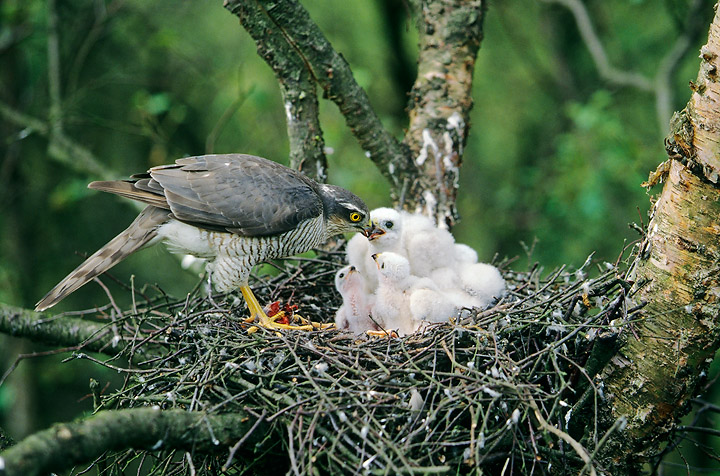 Sparrowhawk at nest