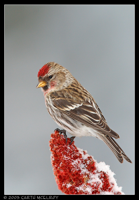 Yet ANOTHER Redpoll!!