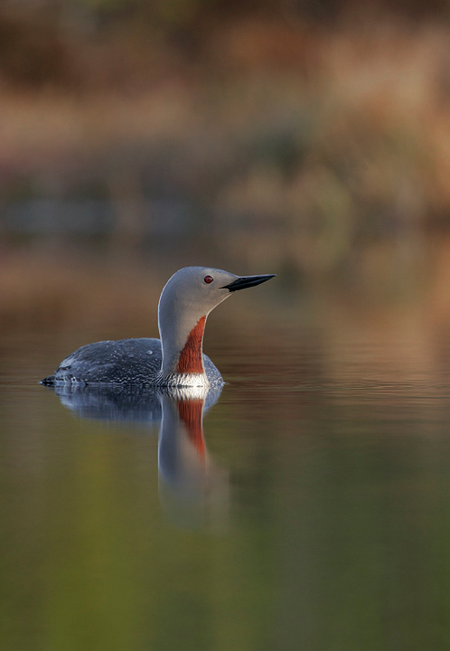 Red Throated Diver