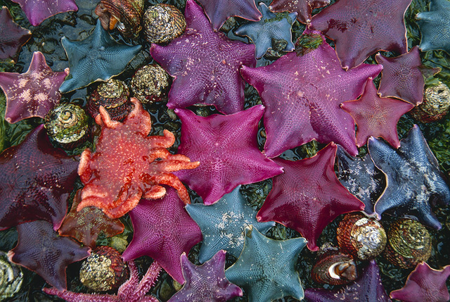Sea of Stars