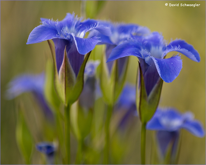 Fringed Gentians