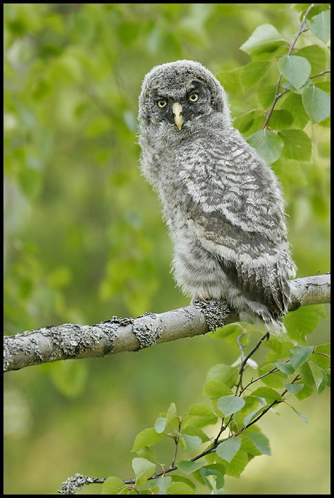 Great Gray Youngster
