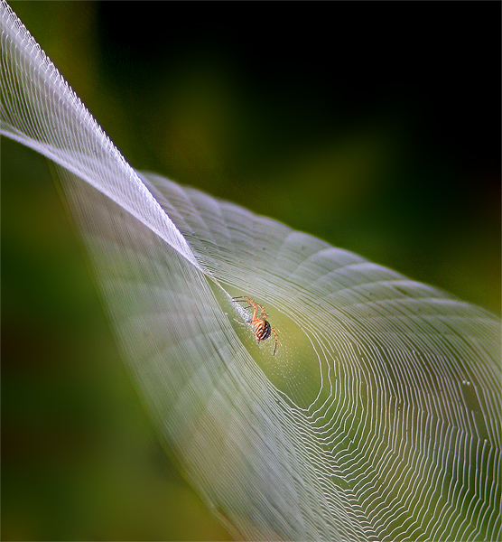 Spider /web 1