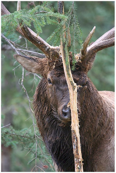 Elk Rub