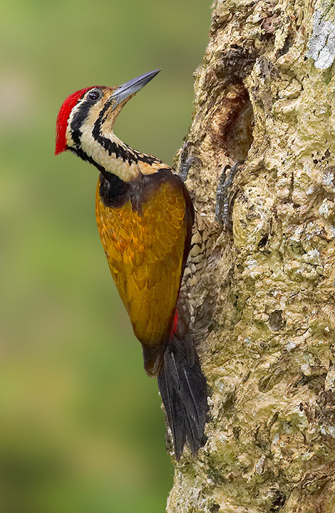 Common Flameback Woodpecker (male)