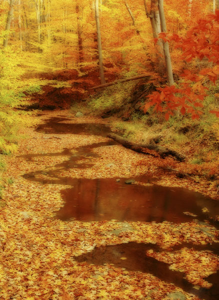 Fall Meander (Orton)