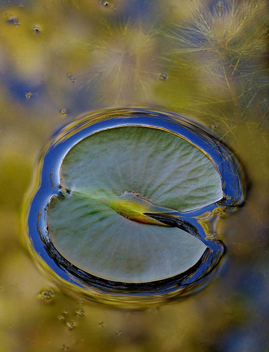 Lily Pad And Reflections