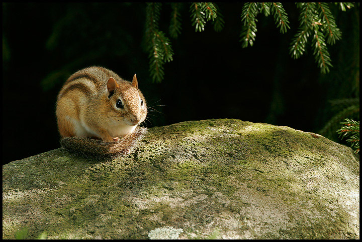 Chipmunk Rock