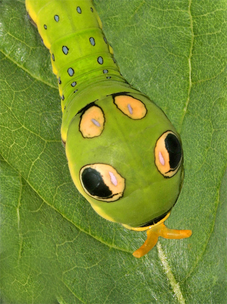 Spicebush swallowtail caterpillar