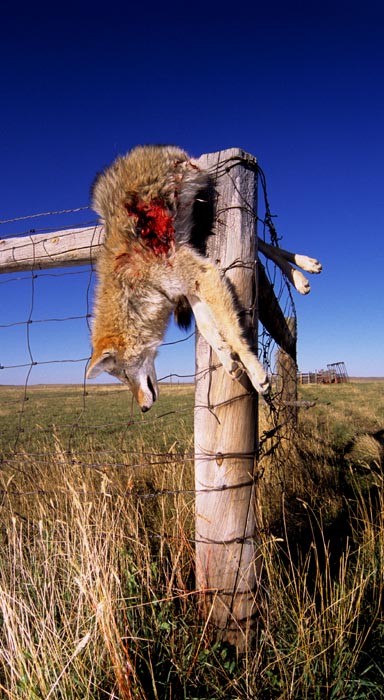 Coyote Crucifix