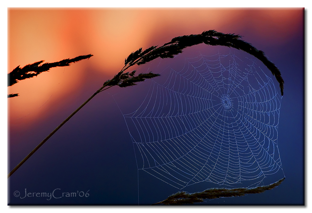Delicacies of dawn...