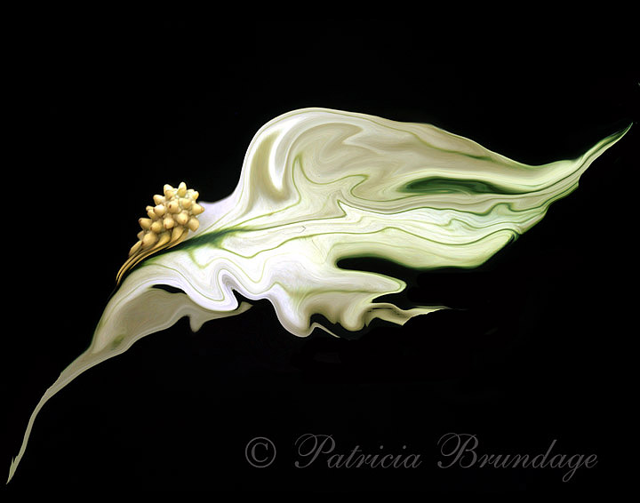 Peace Lily