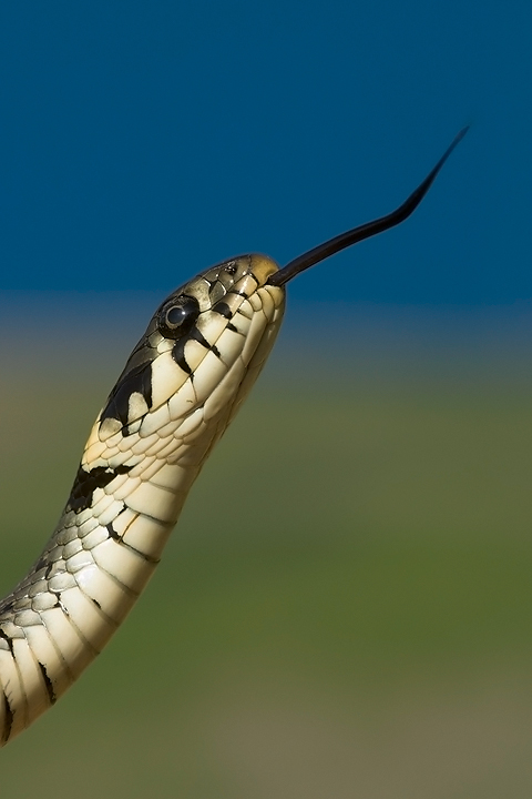 Grass Snake