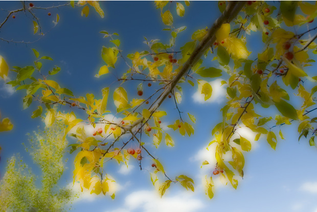Autumn Dreams