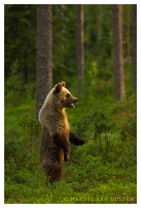 On The Lookout