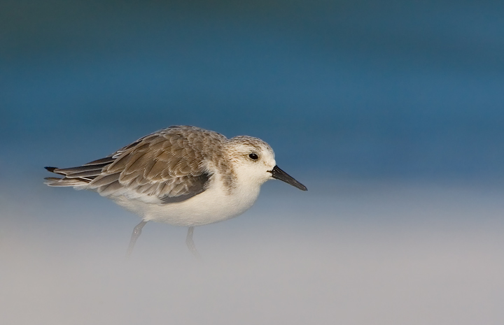 Sanderling