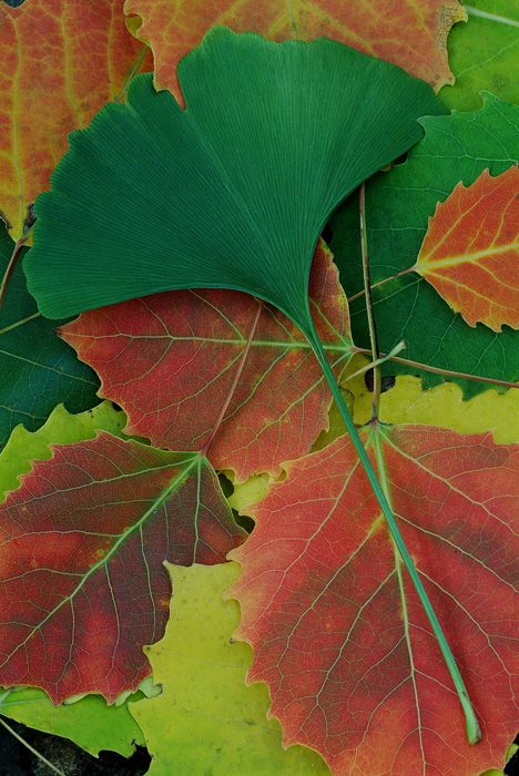 Ginko And Fall Color