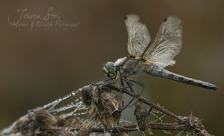 Black-tailed Skimmer -Orthetrum cancellatum