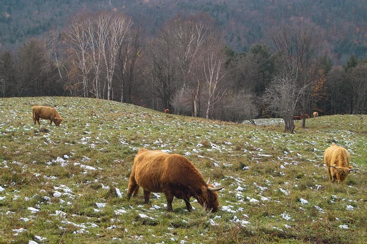 Pasture