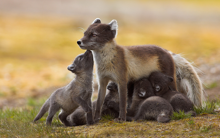 Arctic foxes drinking