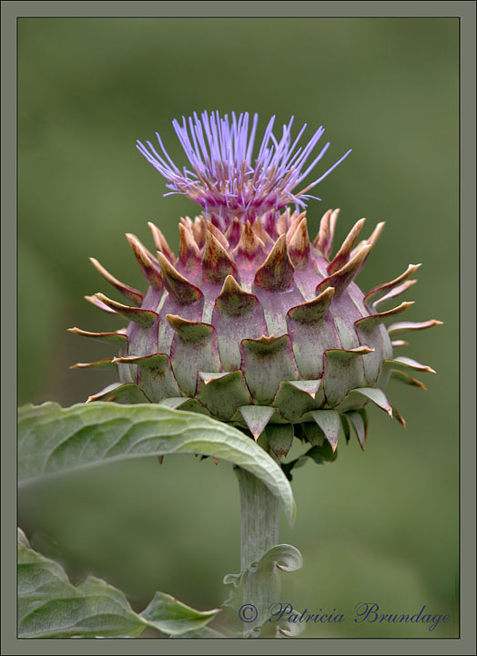 Flowering Artichoke