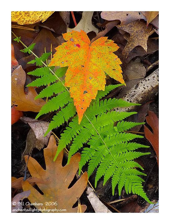 Fern and Leaf