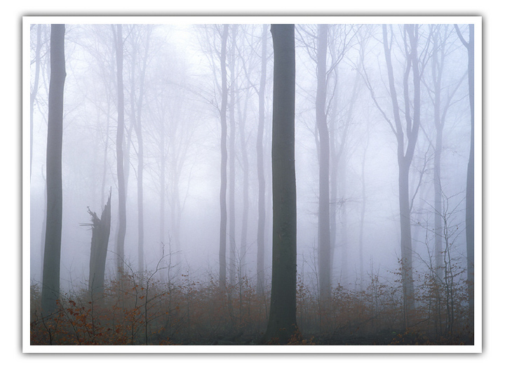 Old trees