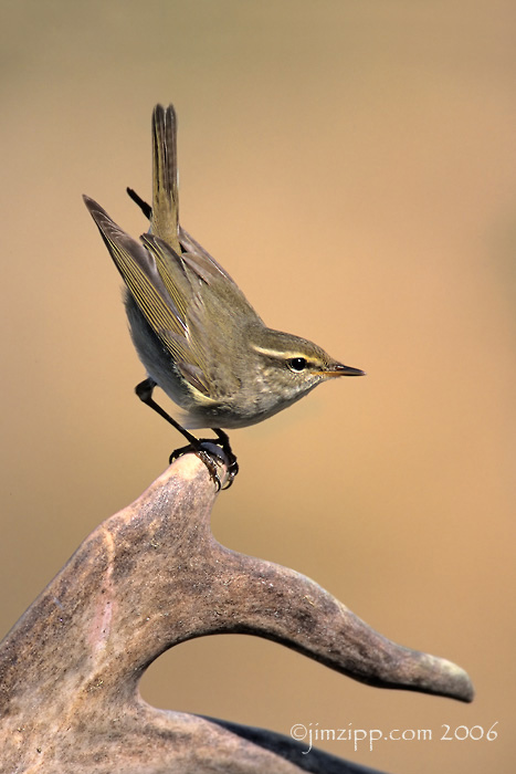 Arctic Warbler