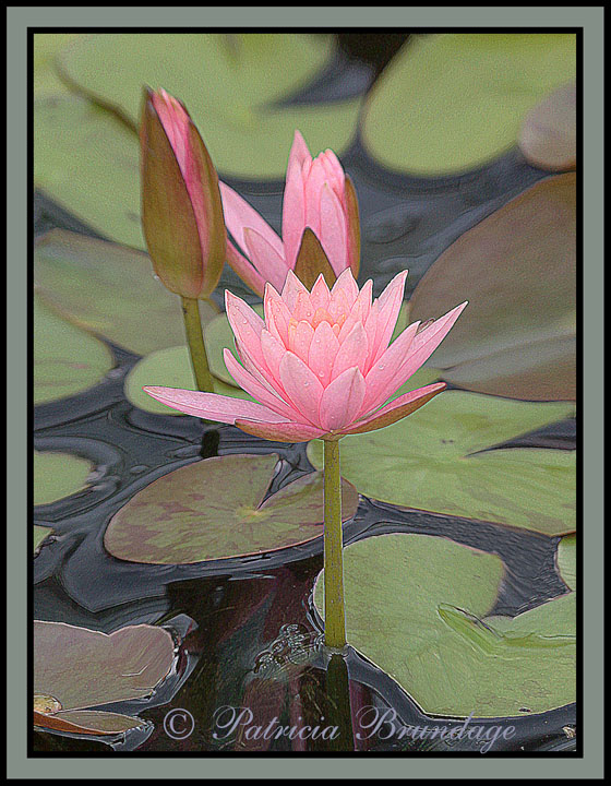 Pink Water Lily