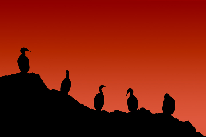 Cormorants