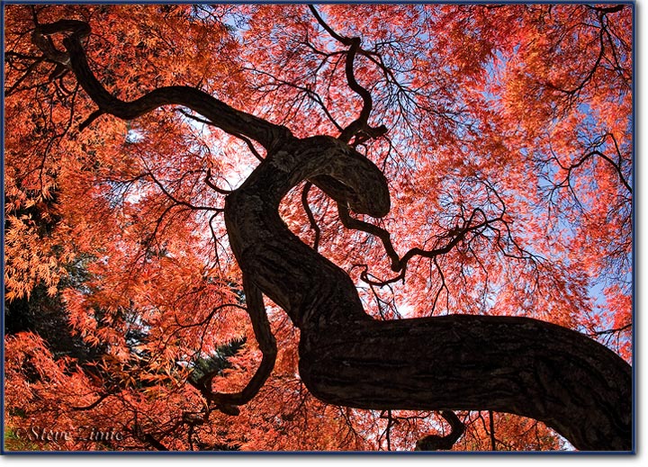 Weeping Japanese Maple