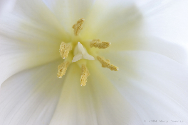 White Tulip