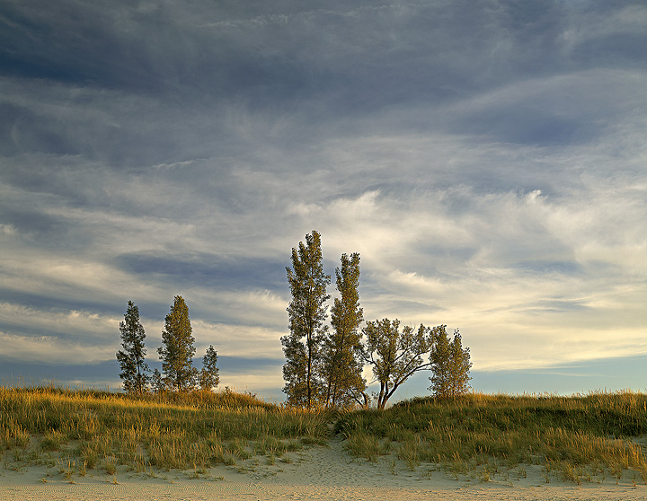 Dunes~Trees~Sky
